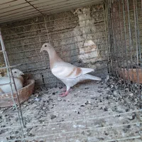 دوتا  جوجه نر