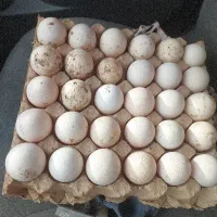 تخم نطفه دار بوقلمون