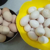 تخم مرغ نطفه دار گلین ومحلی