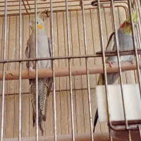 4جفت عروس هلندی مولد|پرنده|کرج, کوی امامیه|دیوار