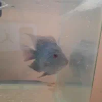 ماهی فلاور.پنکوسی.کت چوبی.اسکارمعاوضه باچانا کوچک|ماهی|تهران, شهرک شریعتی|دیوار