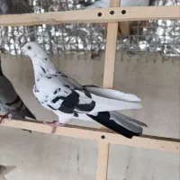 کبوتر کاشان