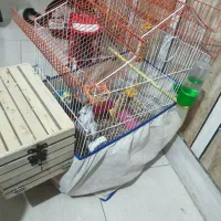 عروس هلندی جفت با قفس|پرنده|بندرعباس, |دیوار