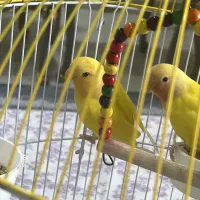 طوطی برزیلی اوپال ، کله قرمز