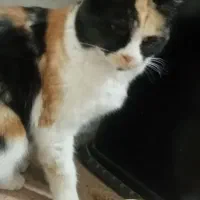 گربه خانگی|گربه|بیرجند, |دیوار