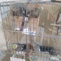 عروس هلندی مولد با ۵جوجه به بالاترین پیشنهاد|پرنده|محمدشهر, شهرک پیام (مهرالبرز)|دیوار