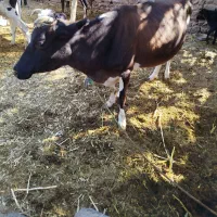 گاو ماده با گوساله