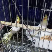 عروس هلندی جوان