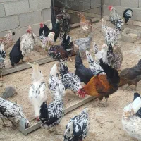 مرغ و خروس گلین