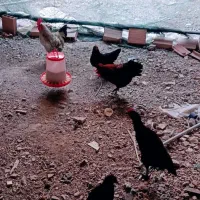 مرغ و خروس فروشی باهم