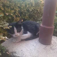 واگذاری رایگان دو بچه گربه|گربه|اندیشه, اندیشه فاز ۳|دیوار