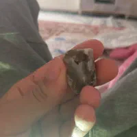 سنگ|کلکسیون اشیاء عتیقه|مشهد, طبرسی شمالی|دیوار