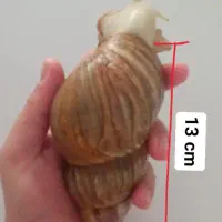 حلزون آلبینو