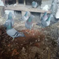 کفتر|پرنده|خشت, |دیوار