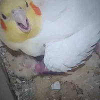 طوطی عروس|پرنده|اقبالیه, |دیوار