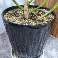 گل شلفرا|گل و گیاه طبیعی|کیش, |دیوار