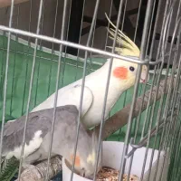 عروس‌هلندی|پرنده|ایوانکی, |دیوار