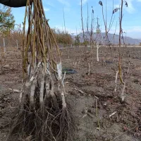 نهال گردو پیوندی چندلر و فرنور