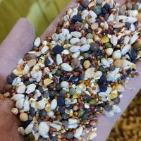 خوراک پرندگان زینتی در پرنده سرای طبیعت|لوازم جانبی حیوانات|مرند, |دیوار