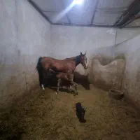 اسب|اسب و تجهیزات اسب‌سواری|سیرجان, |دیوار