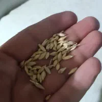 جو امسال