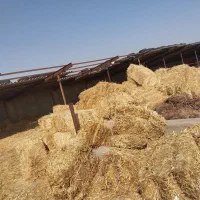 پوشال پرس گندم پخل کلش گندم|عمده‌فروشی|مشهد, مهدی آباد|دیوار