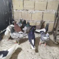 ۱۲تا کبوتر پرنده سالم