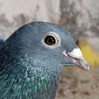 کبوتر پلاکی درجه یک|پرنده|شیراز, آزادی|دیوار