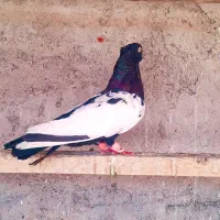 سینه سیاه|پرنده|اهواز, کوی فرهنگیان ۱|دیوار