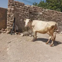 گاو جوان