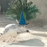 پرنده طاووس