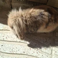 خرگوش هلندی خوشگل|موش و خرگوش|شیراز, گویم|دیوار