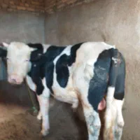 گوساله نر سمینتال گوشتی|حیوانات مزرعه|بستان آباد, |دیوار