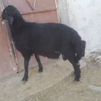 بره قوچ هترو سیاه پر کلاغی