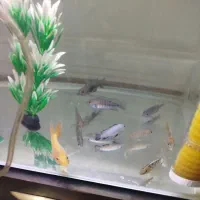 ماهی سیچلاید و ماهی پرت