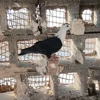 پرنده سالم وسرحال|پرنده|شوشتر, |دیوار