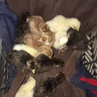 جوجه بوقلمون برنز و بوربون ۴روزه