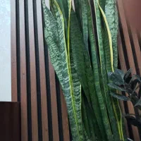 سانسوریا پر