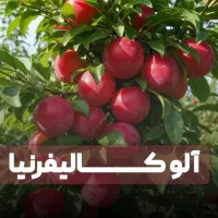 انواع نهال گردو فرنور و چندلر و صنوبر تصمینی|خدمات باغبانی و درختکاری|فیروزکوه, |دیوار