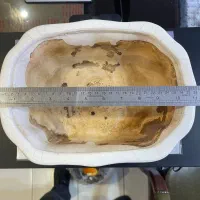 ۷ عدد گل زیبا و ۴ عدد گلدان بنسای|گل و گیاه طبیعی|تبریز, |دیوار