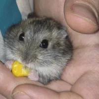 همستر کمپل دستی مینیاتوری