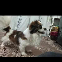 سگ گم شده خطرناکه