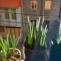 فروش پیاز گل نرگس وگلدان نرگس قبل از گل دادن|گل و گیاه طبیعی|معمولان, |دیوار