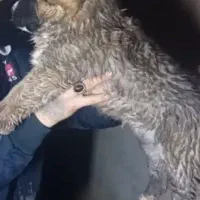 توله خراسانی|سگ|مشهد, کشف|دیوار