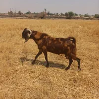 بزنربزغاله|حیوانات مزرعه|هندیجان, |دیوار