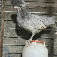 فروشش فوری لهستانی|حیوانات مزرعه|قائم‌شهر, |دیوار