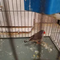 فنج|پرنده|قم, نخودی|دیوار