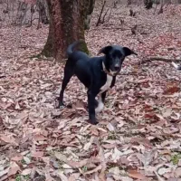 سگ گم شده مژدگانی میدم|حیوانات|کلاله, |دیوار