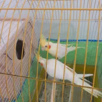 یک جفت عروس هلندی لوتینویک ساله