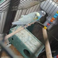 یک جفت مرغ عشق مولد